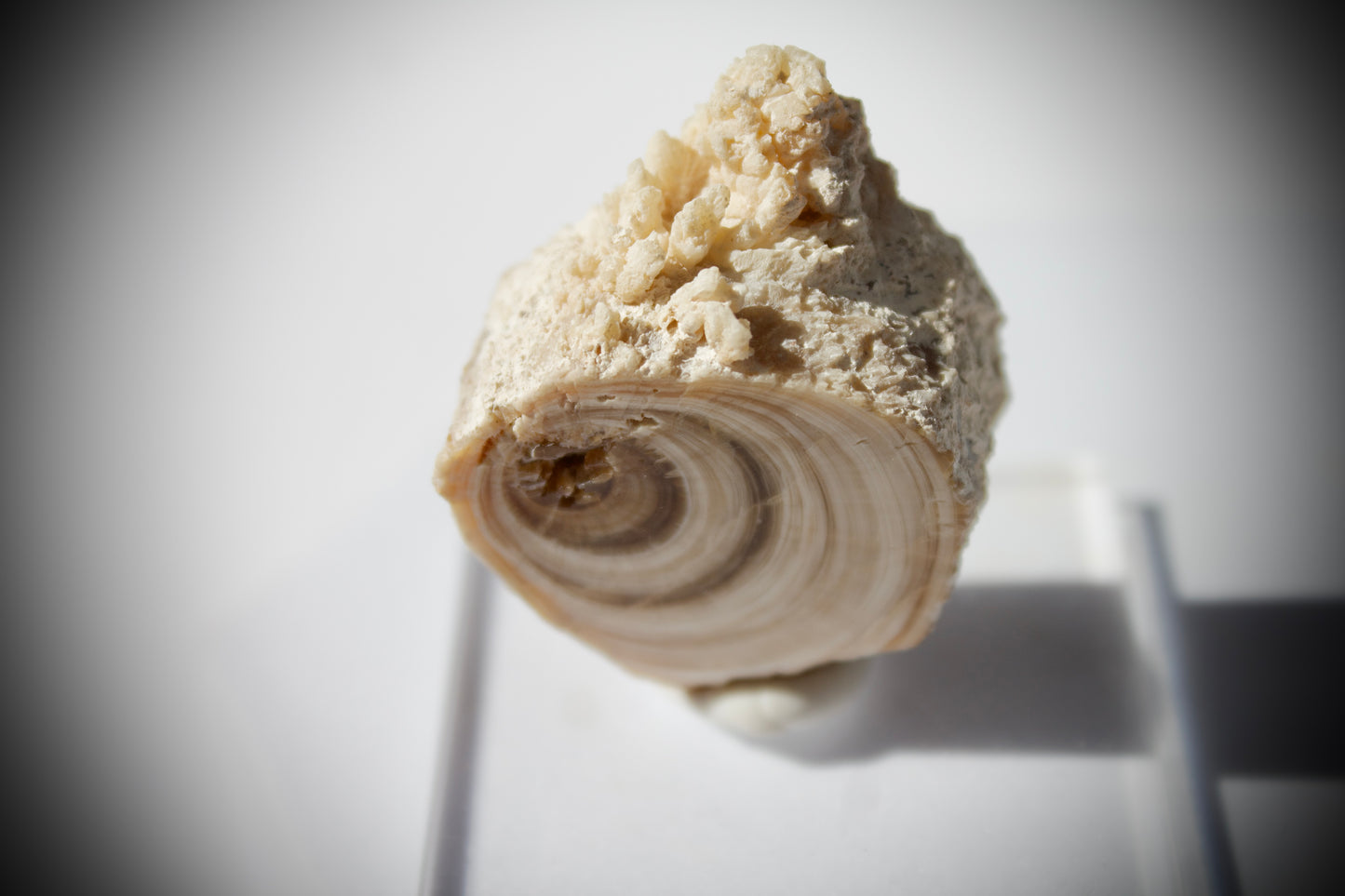 Aragonite Stalactite Slice 1