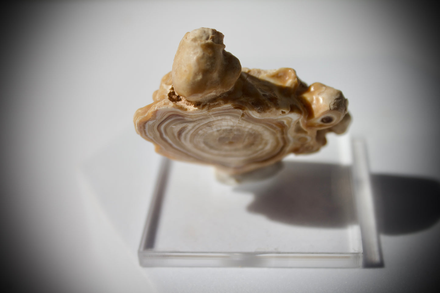 Aragonite Stalactite 6