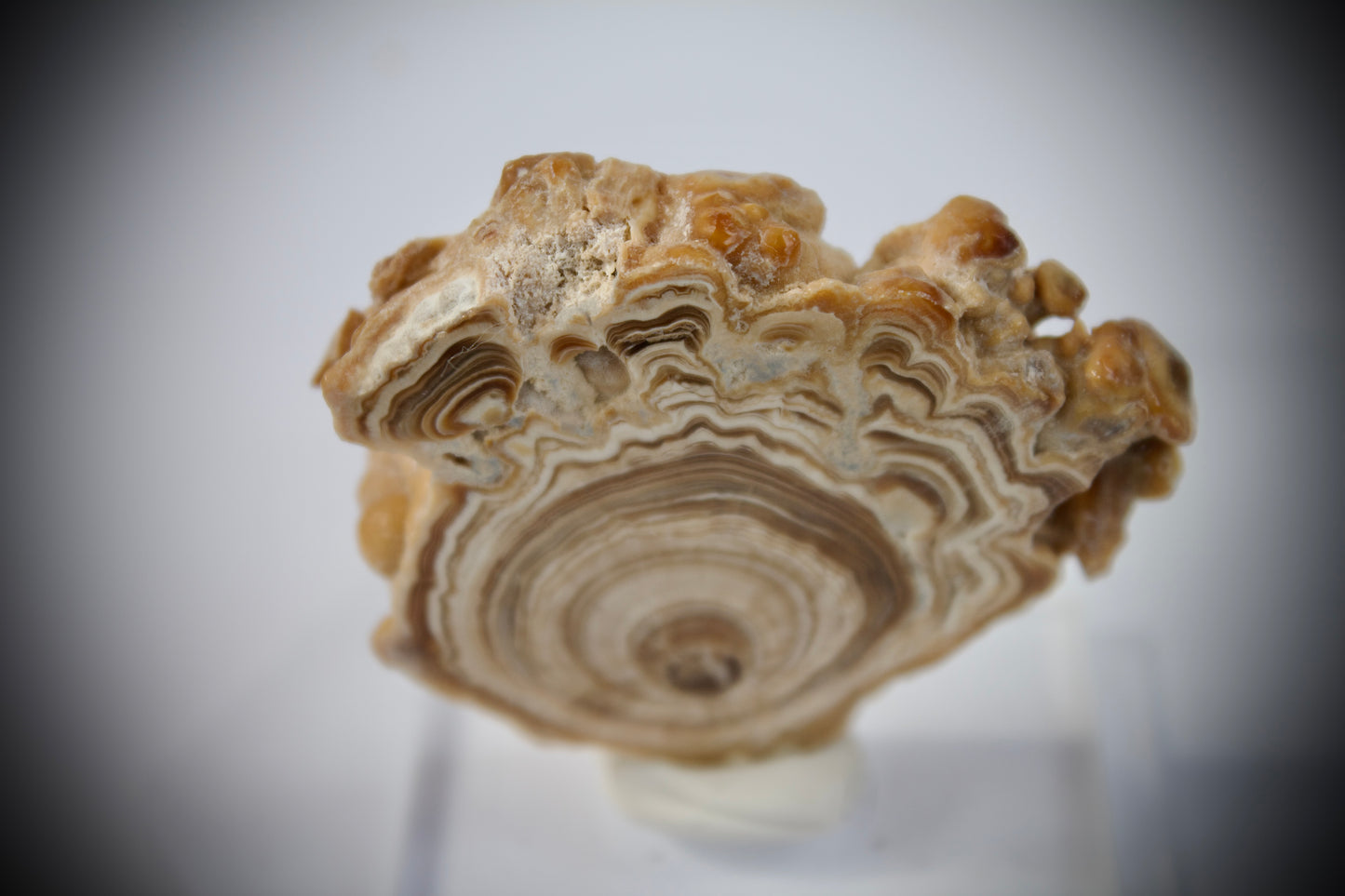 Aragonite Stalactite 17