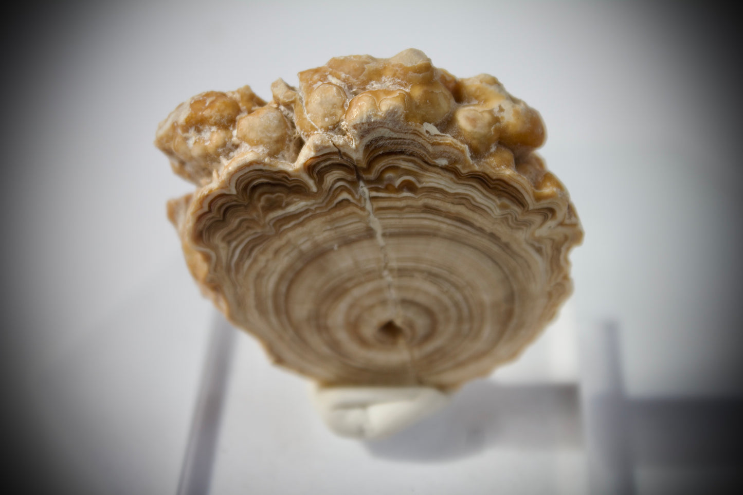 Aragonite Stalactite 18