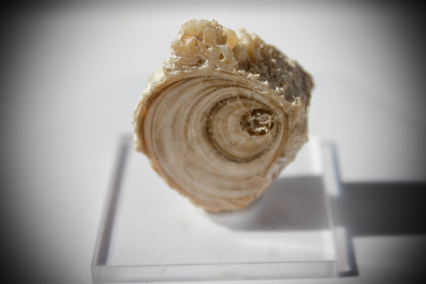 Aragonite Stalactite Slice 1