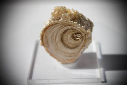Aragonite Stalactite Slice 1