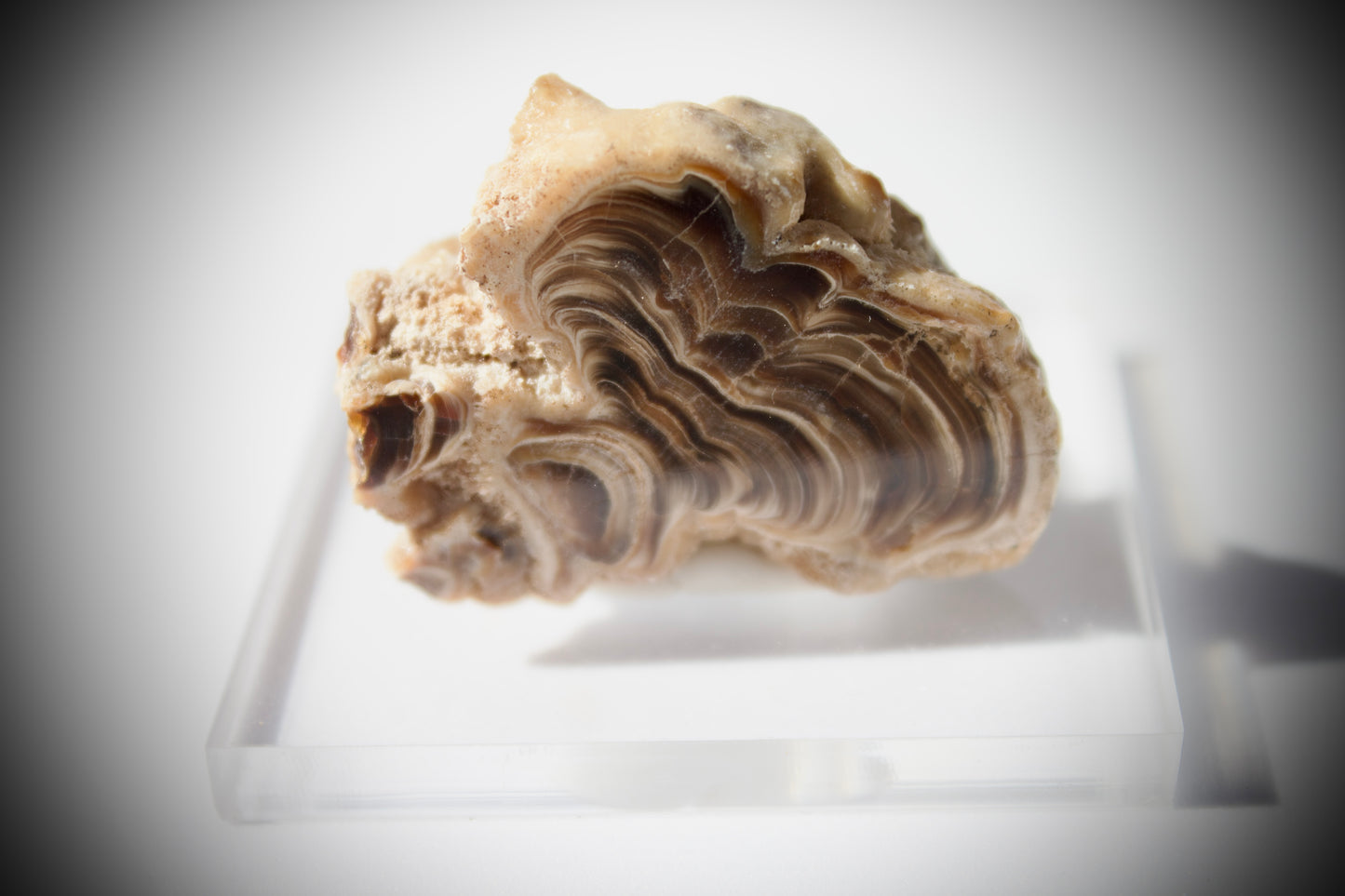 Aragonite Stalactite 2