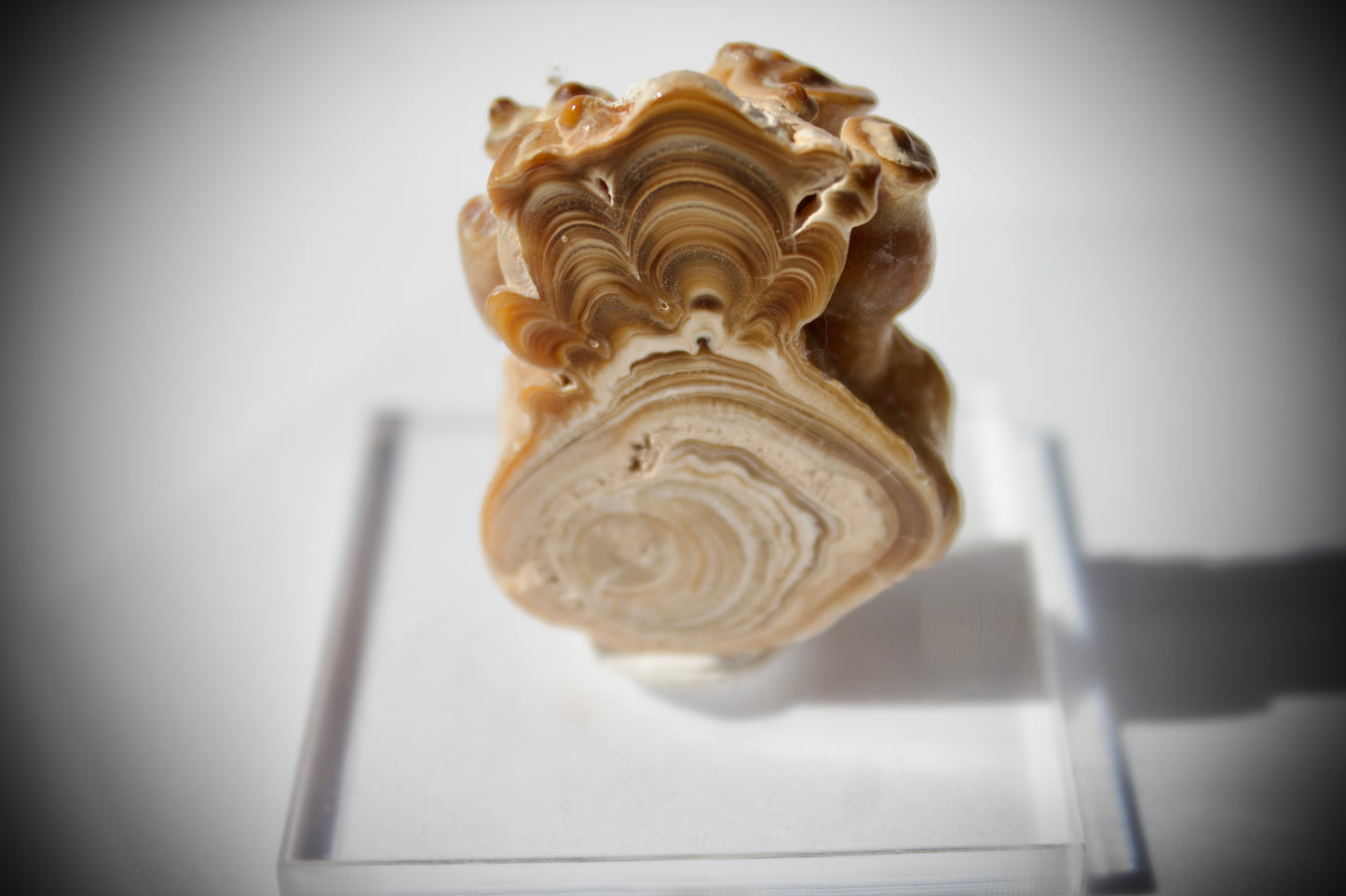 Aragonite Stalactite 3