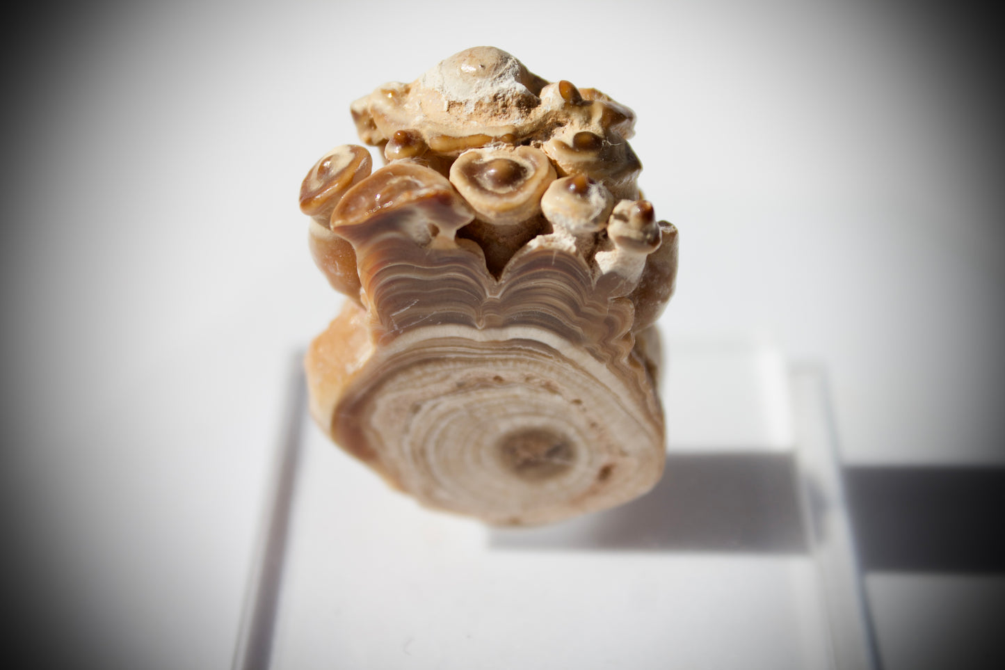 Aragonite Stalactite 3