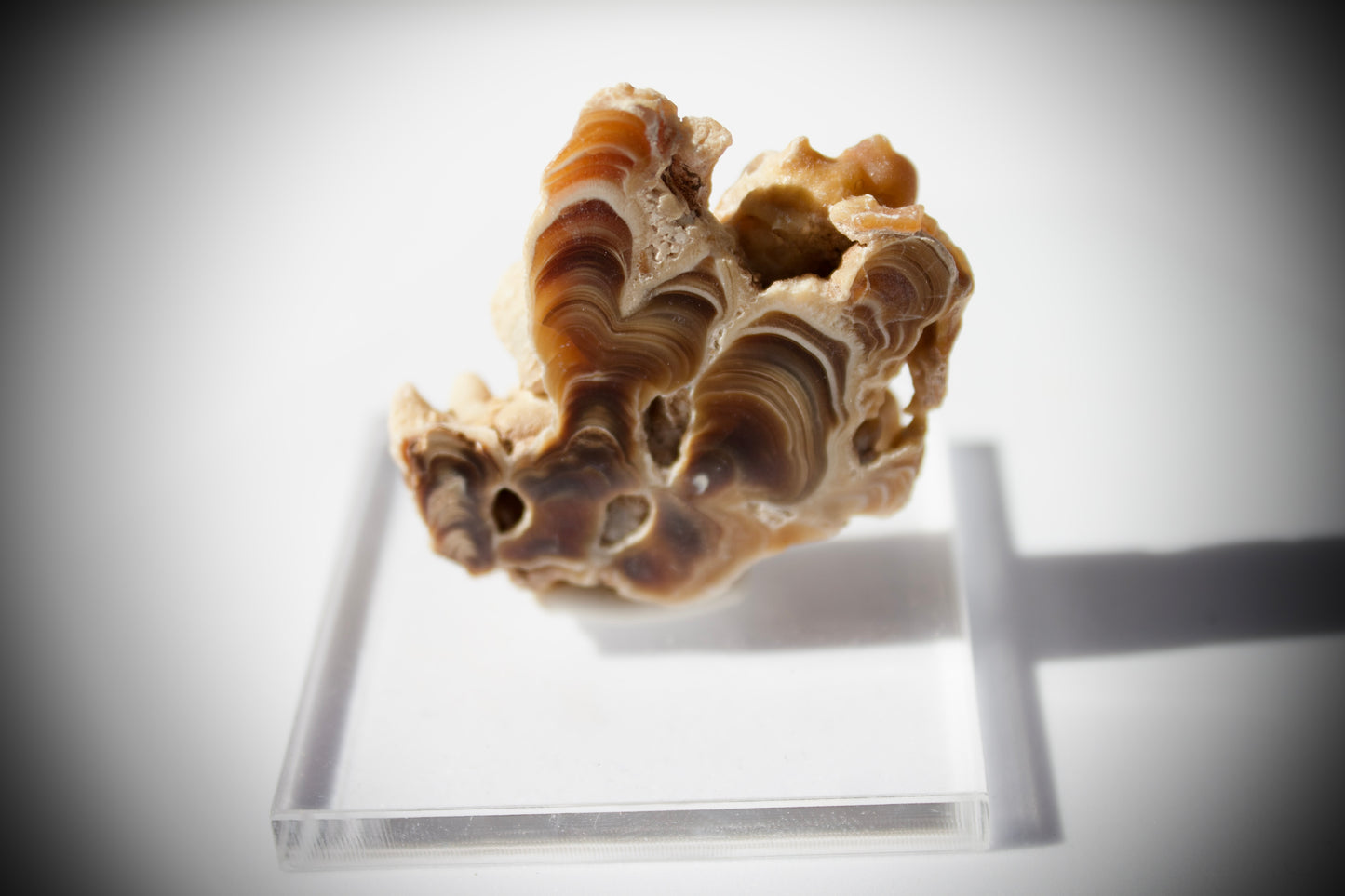 Aragonite Stalactite 5