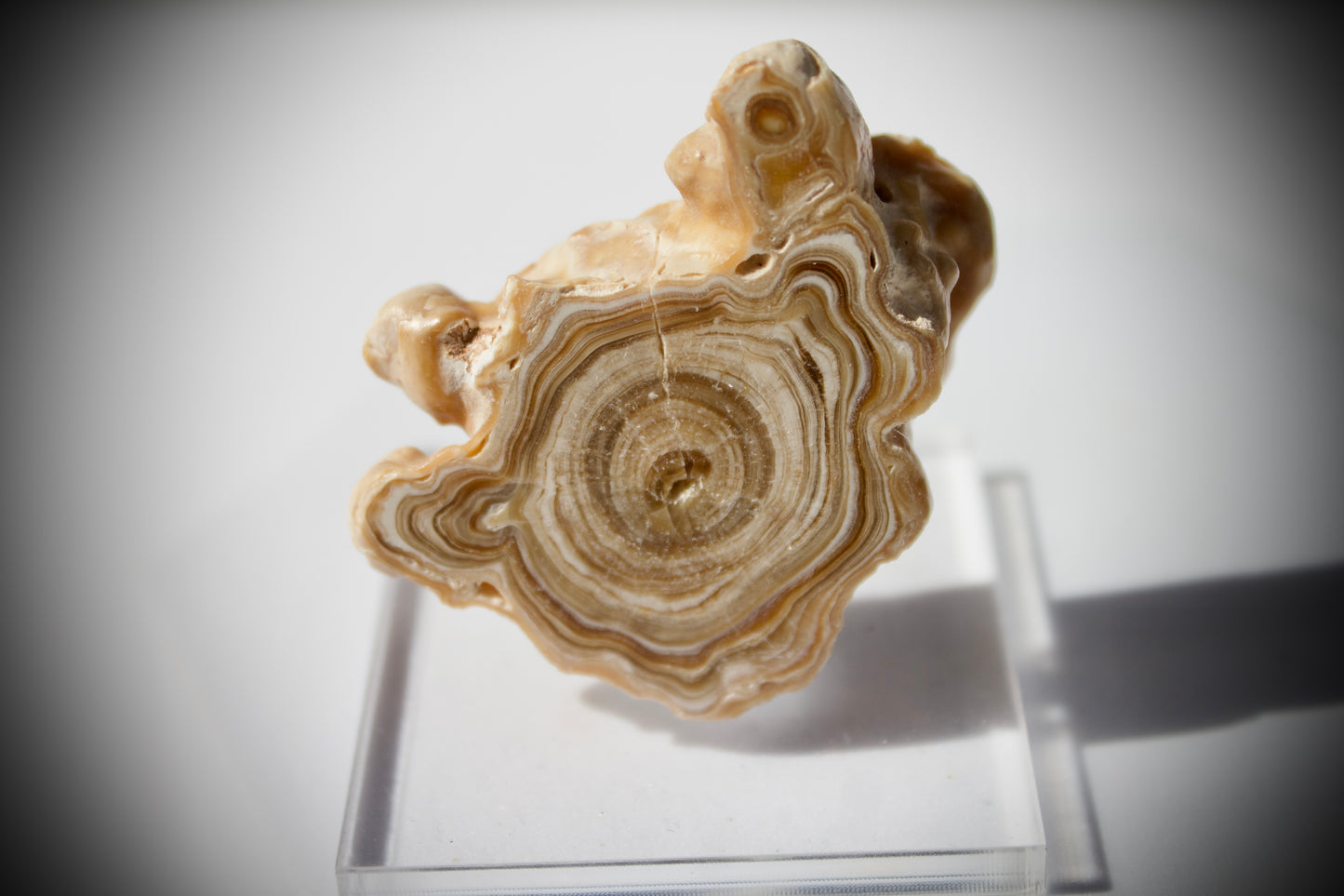 Aragonite Stalactite 6