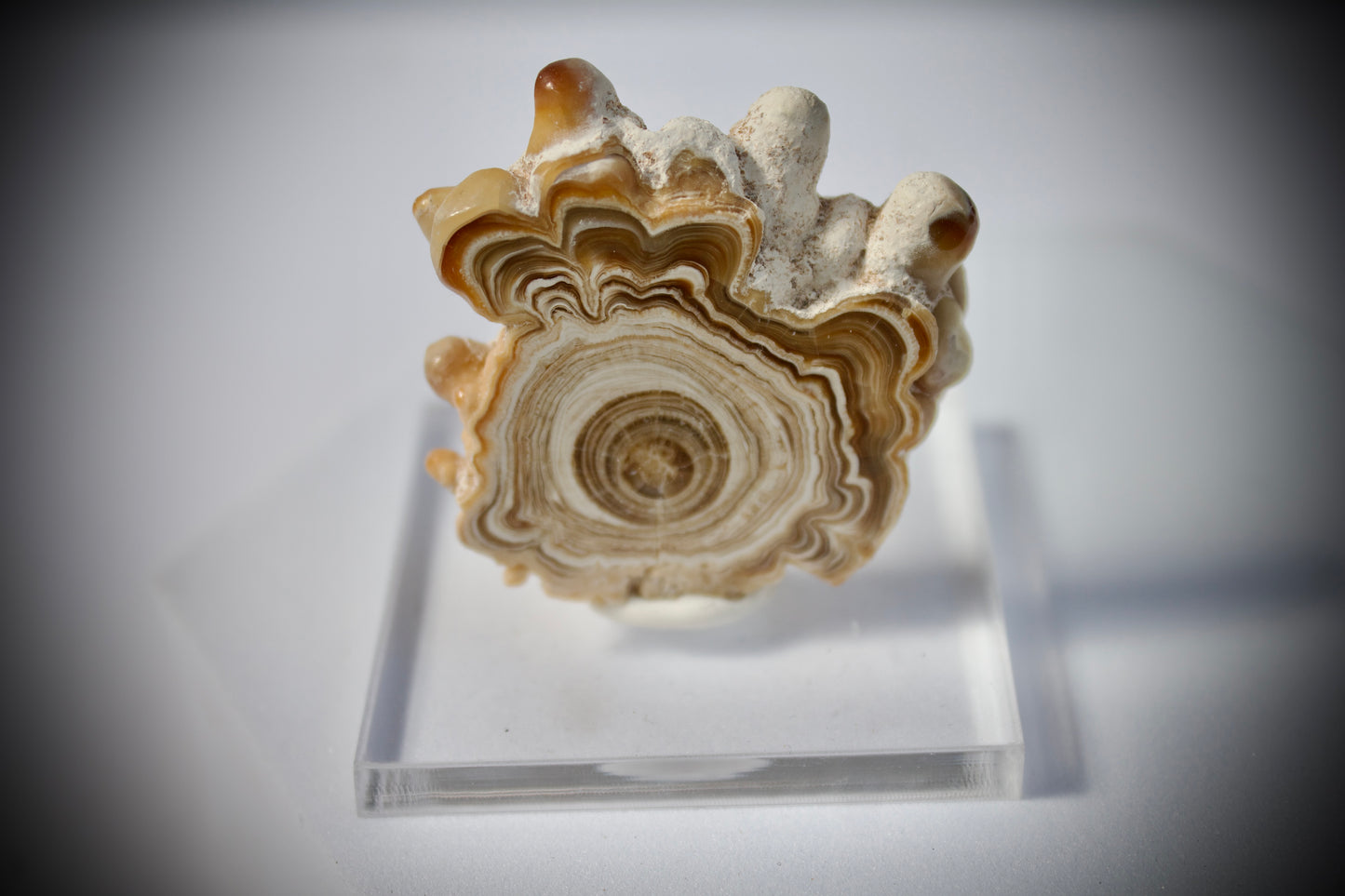 Aragonite Stalactite 8