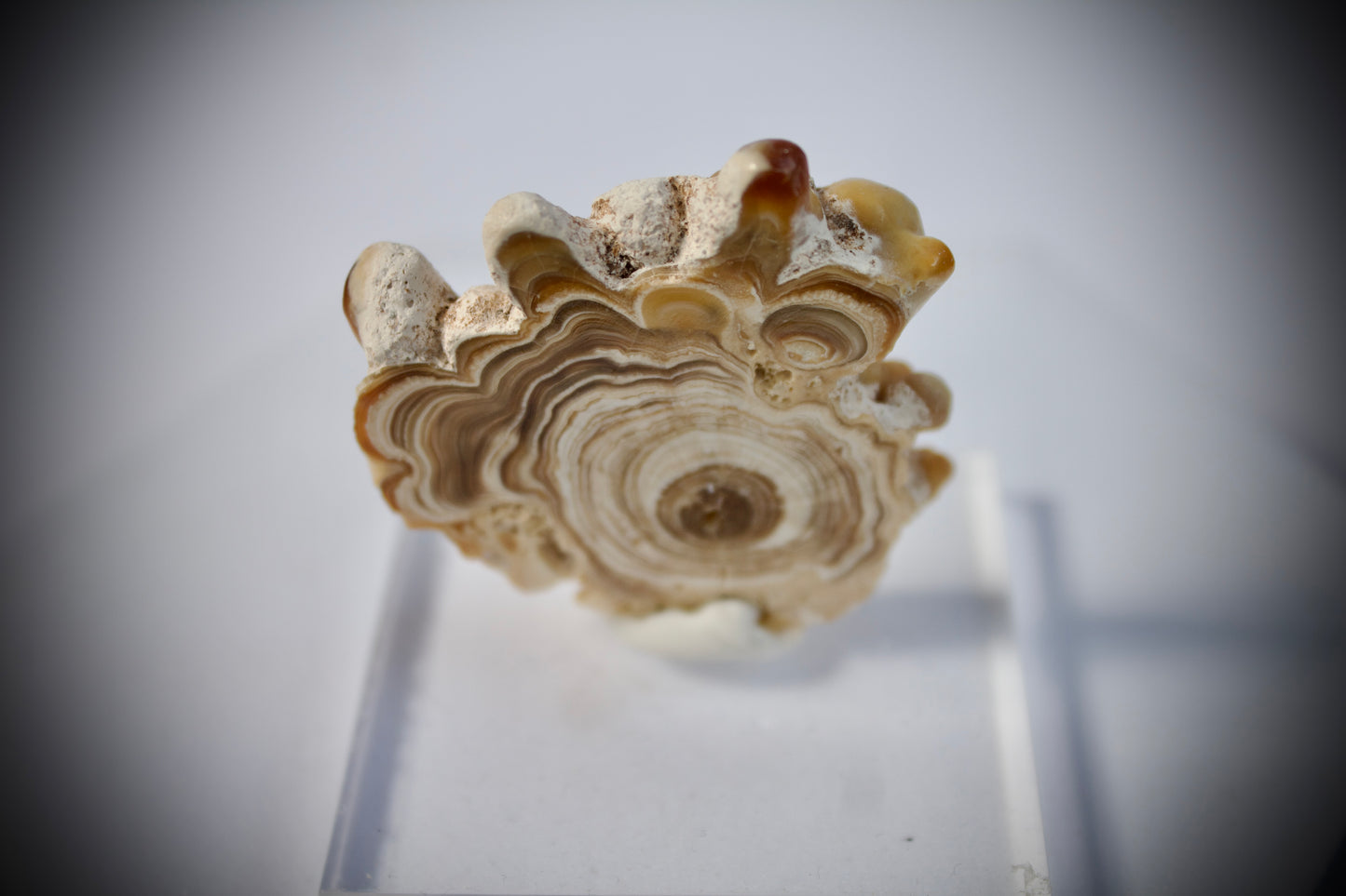 Aragonite Stalactite 8