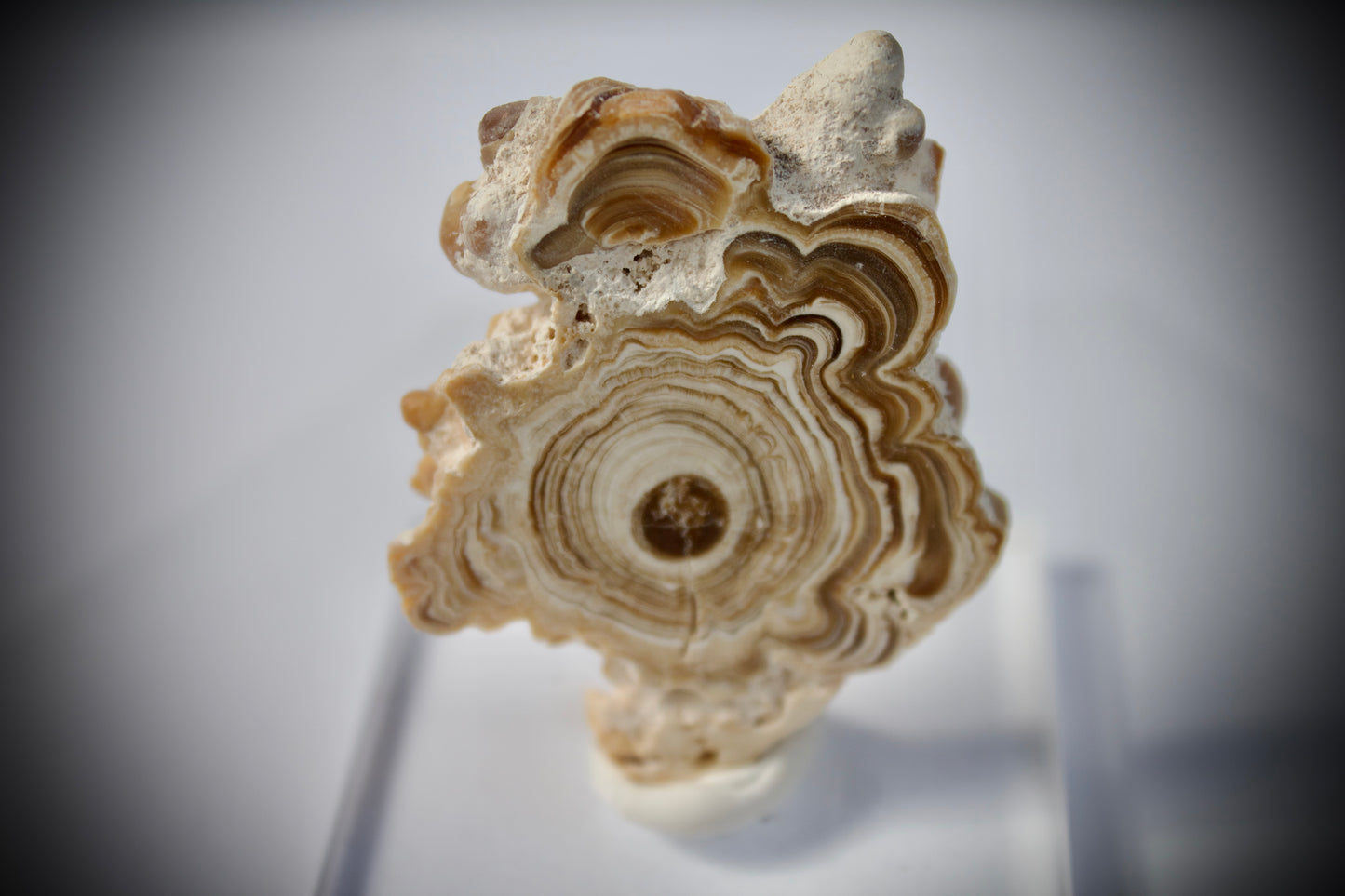 Aragonite Stalactite 9