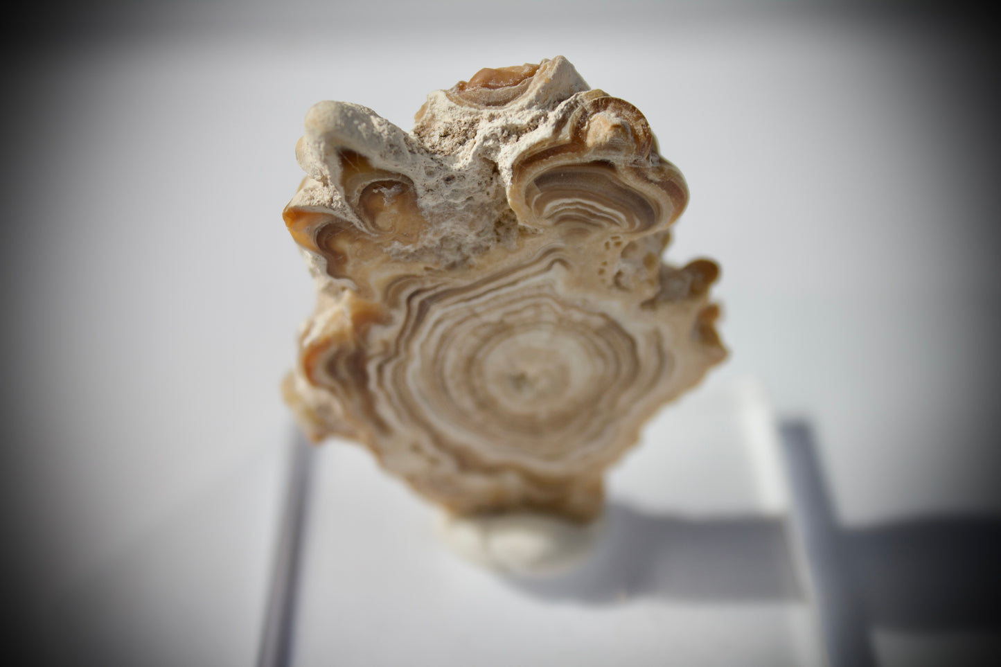 Aragonite Stalactite 9