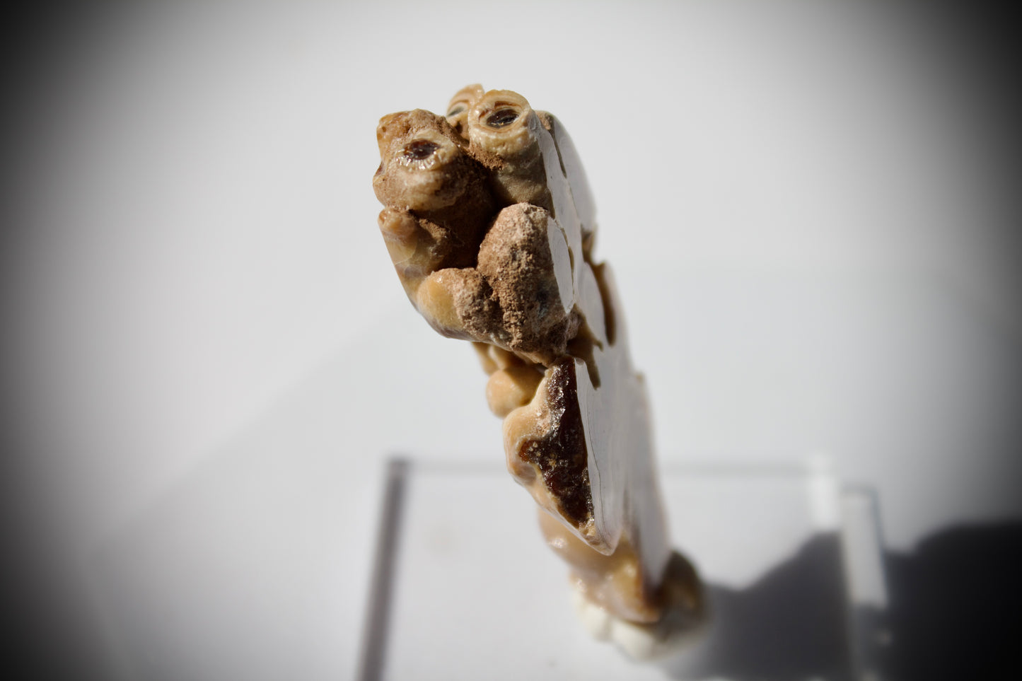 Aragonite Stalactite 10