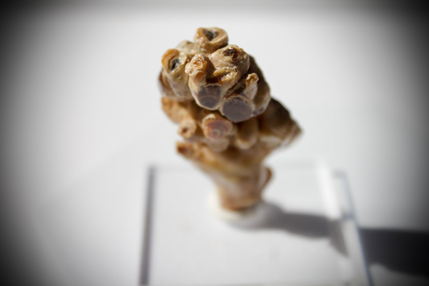 Aragonite Stalactite 10
