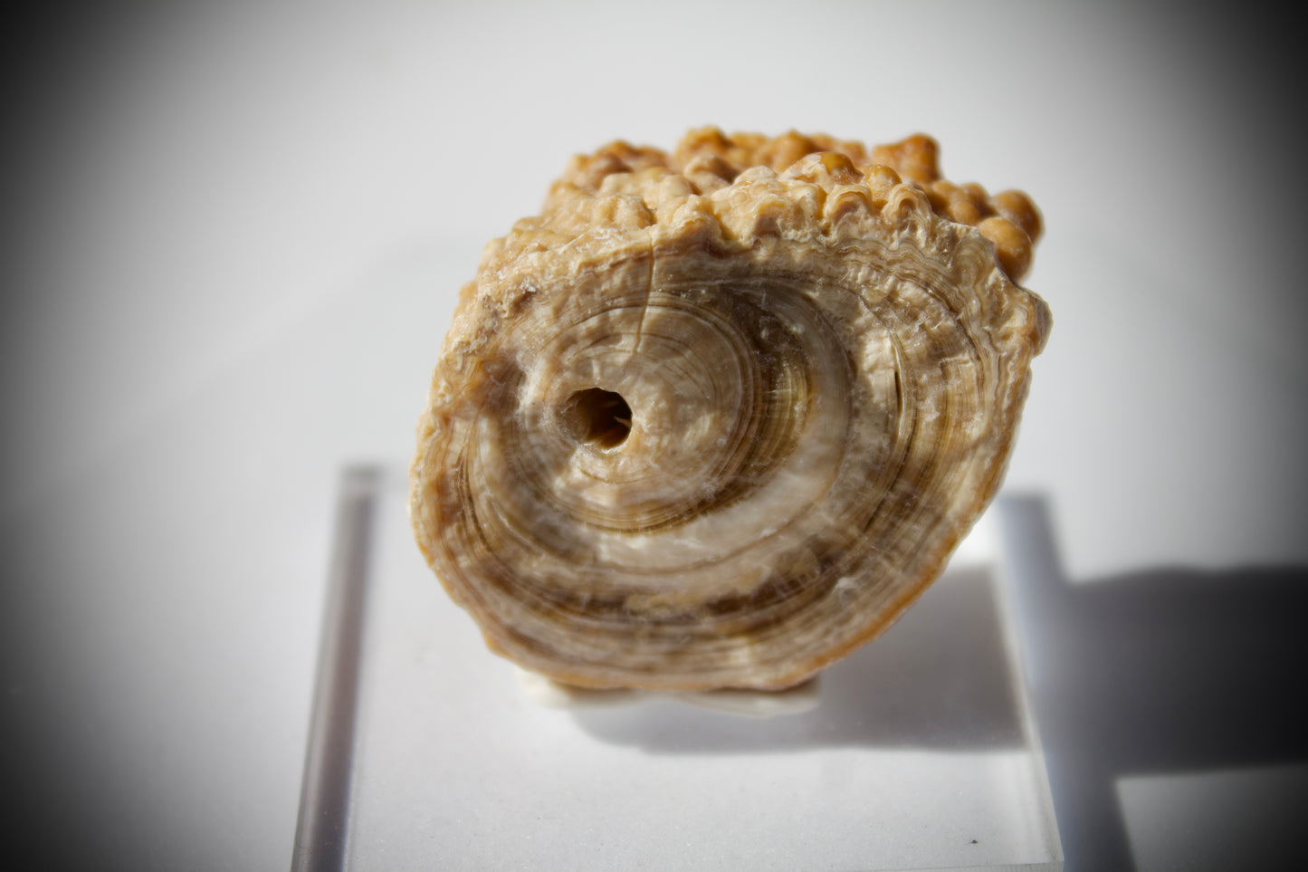 Aragonite Stalactite 11
