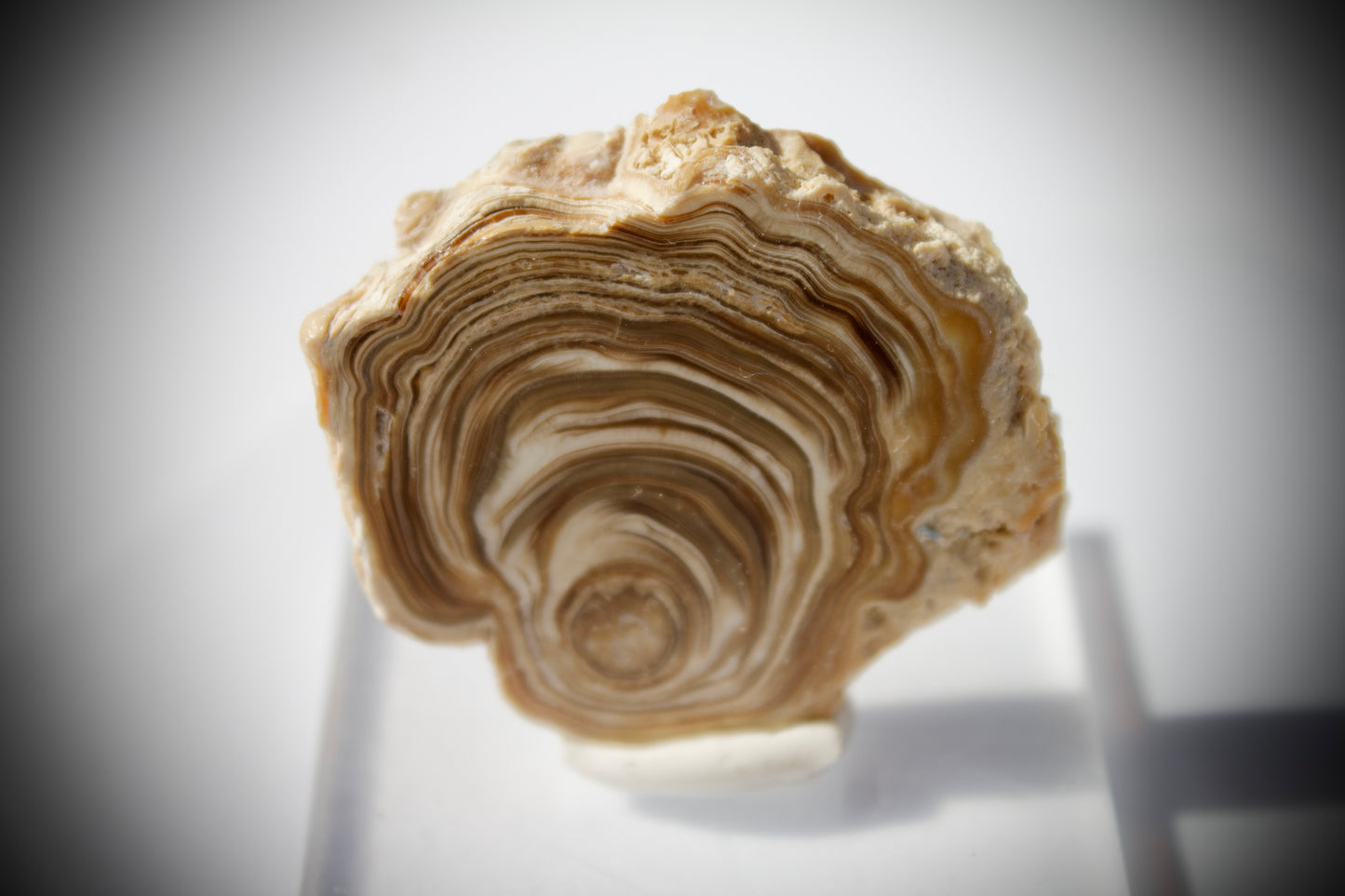 Aragonite Stalactite 12