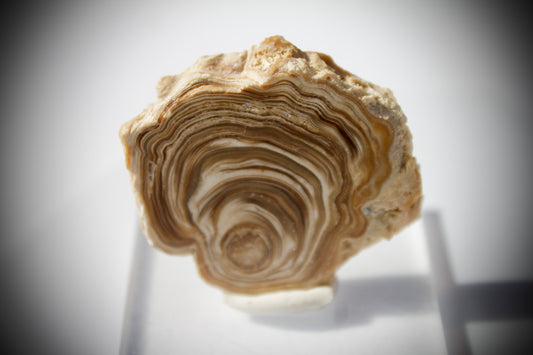 Aragonite Stalactite 12