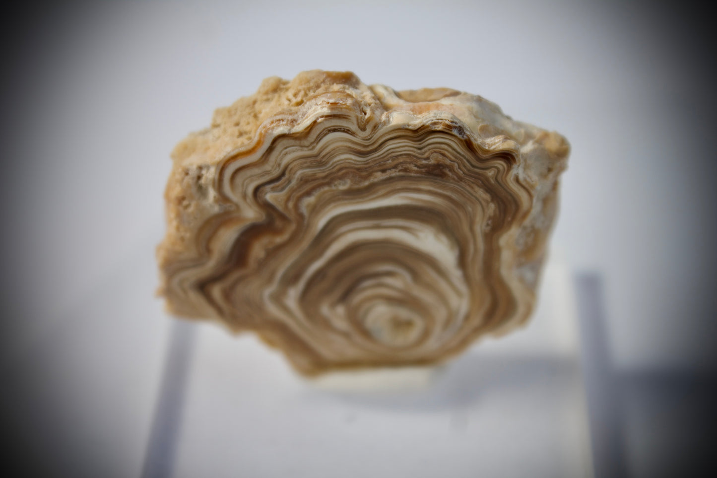 Aragonite Stalactite 12