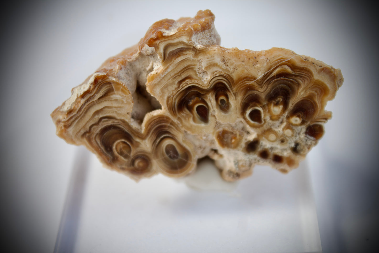 Aragonite Stalactite 13