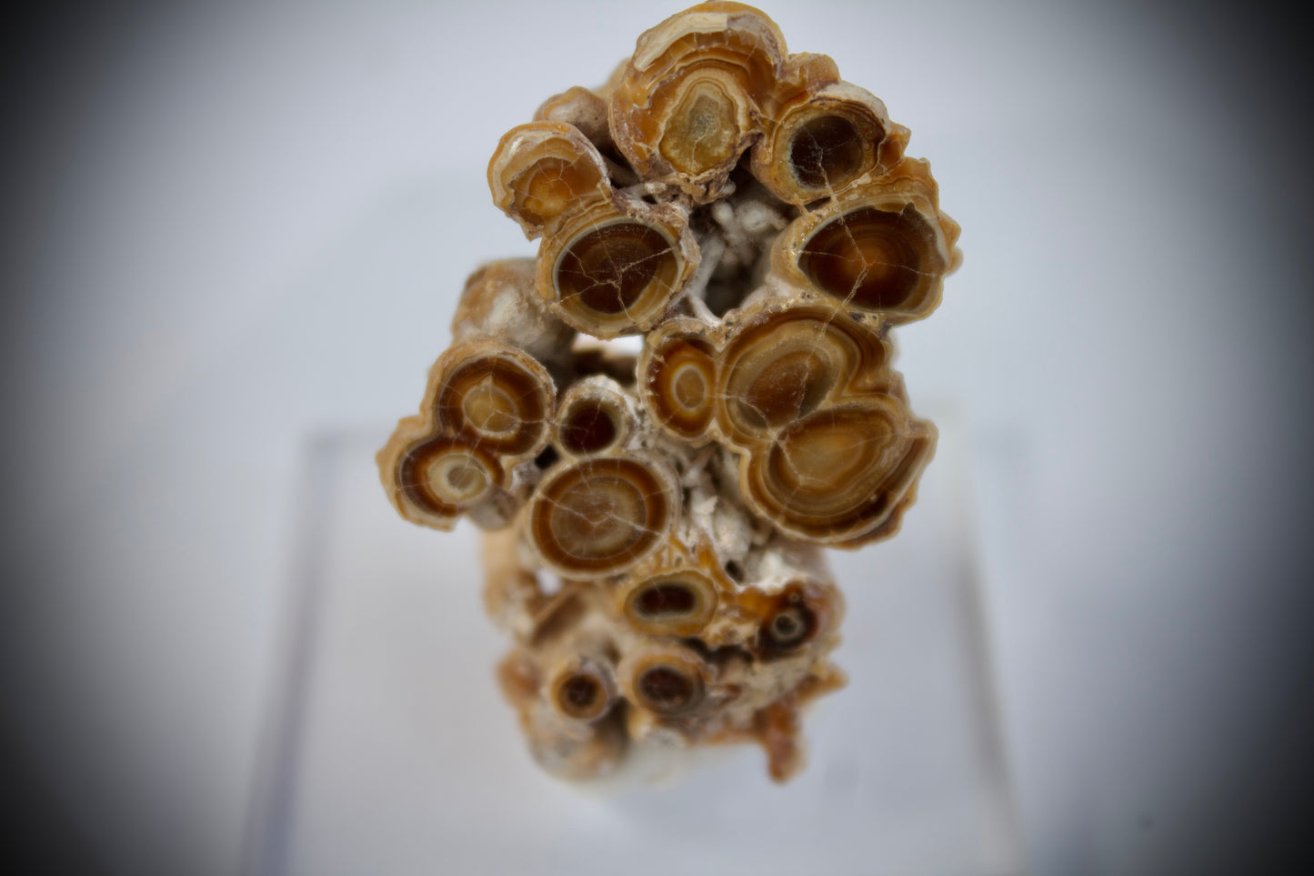 Aragonite Stalactite 15