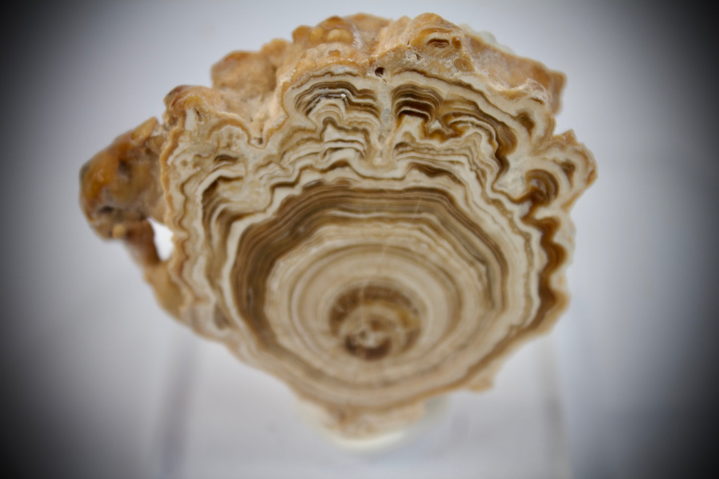 Aragonite Stalactite 17