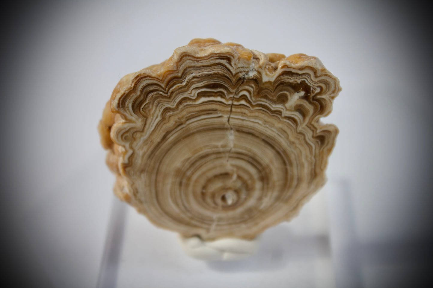 Aragonite Stalactite 18