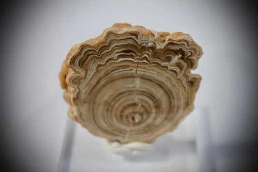 Aragonite Stalactite 18