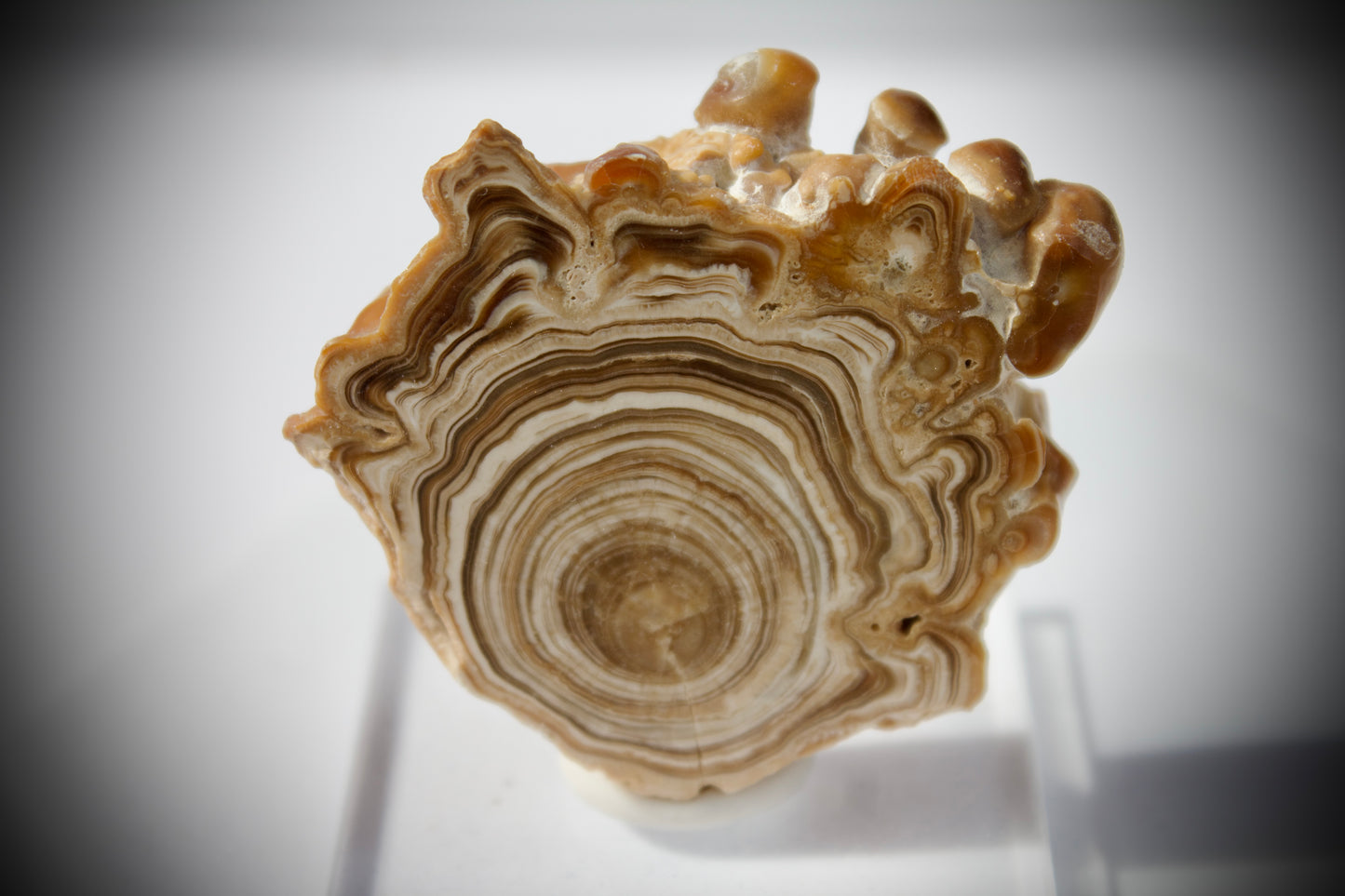 Aragonite Stalactite 19