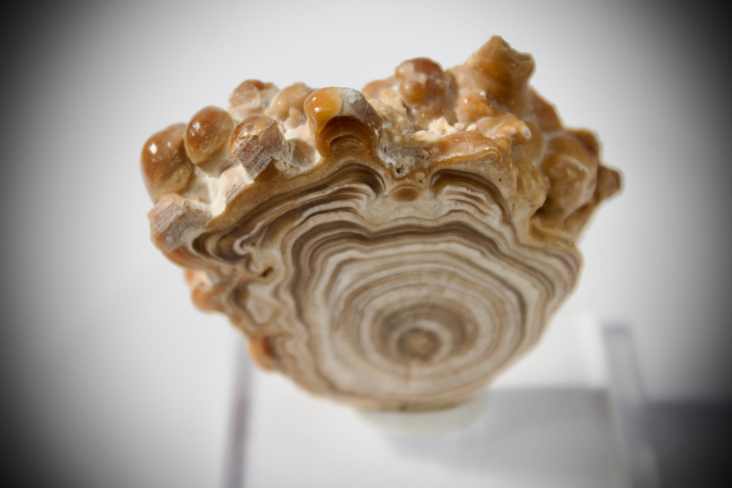 Aragonite Stalactite 19