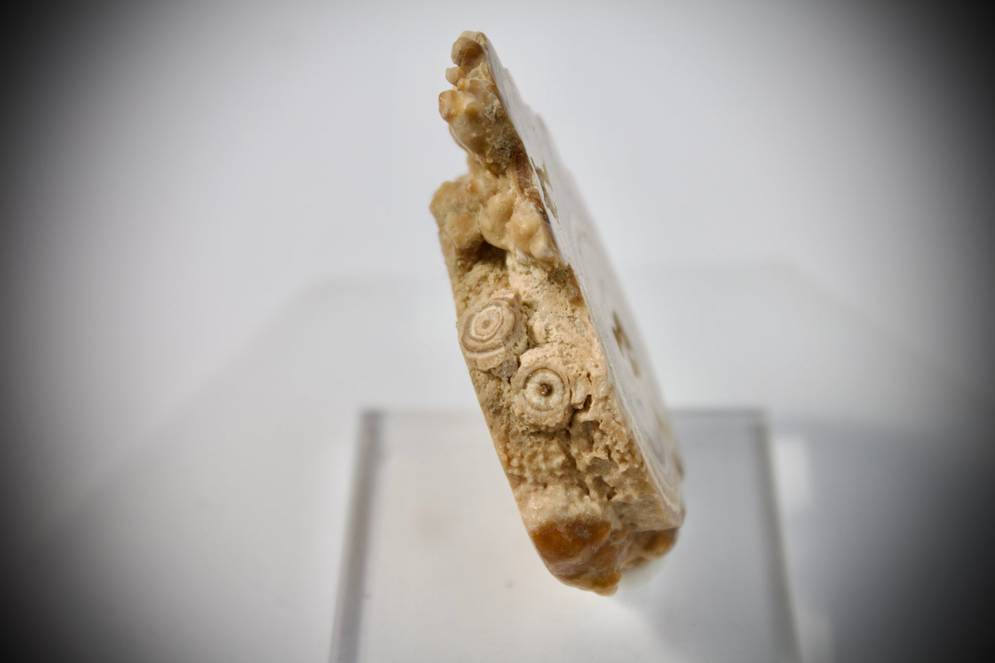 Aragonite Stalactite 20