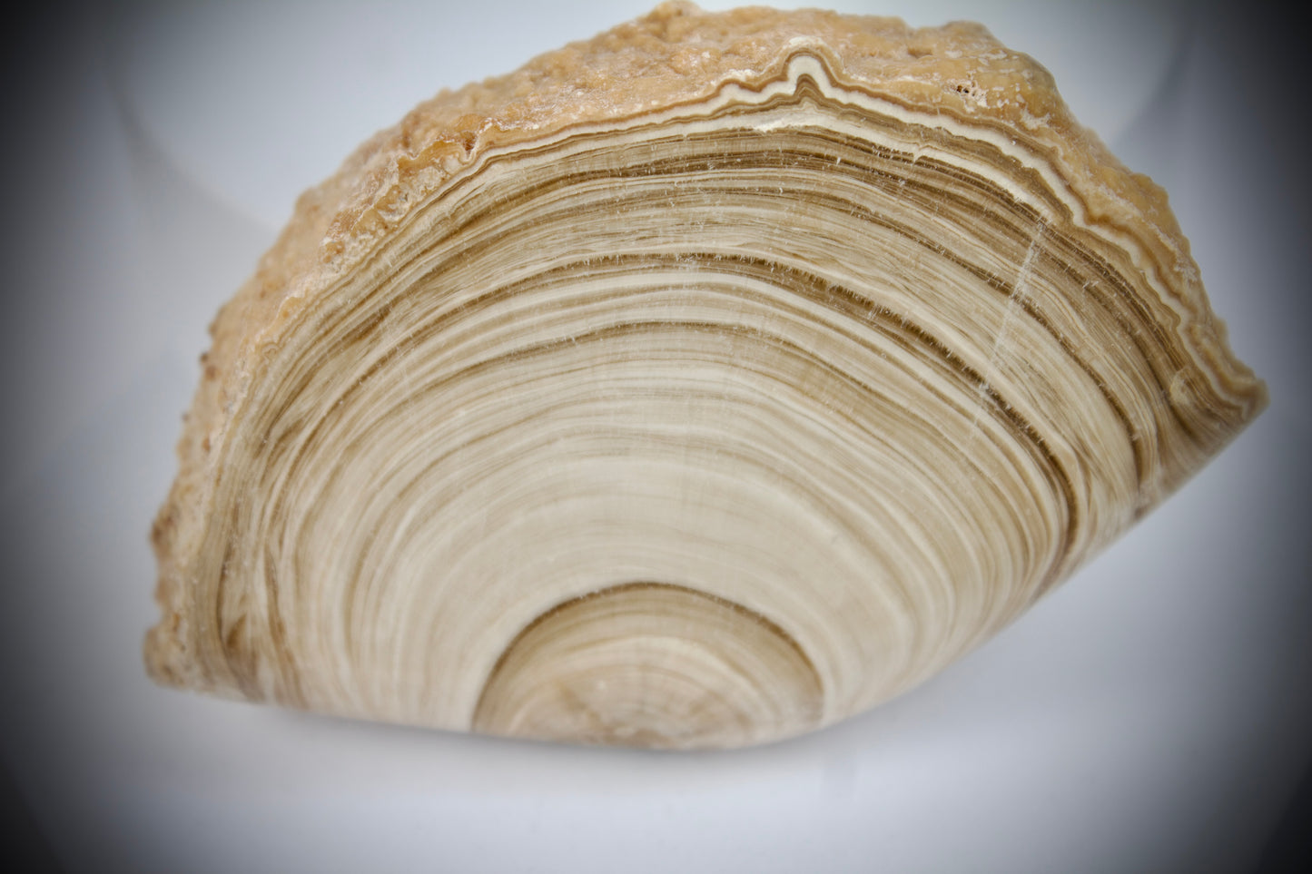 Aragonite Stalactite 22