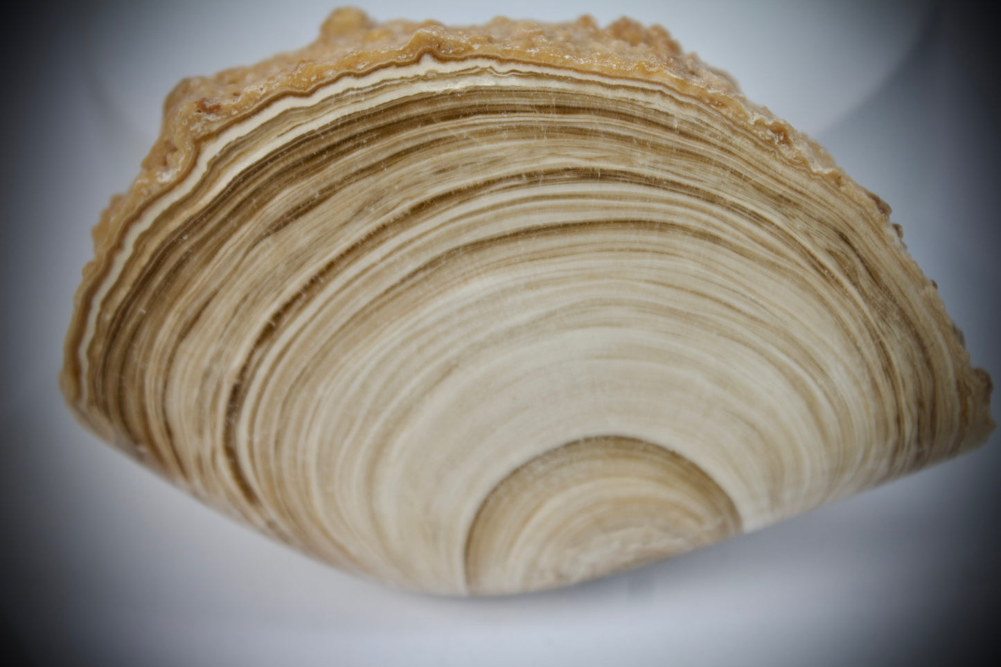 Aragonite Stalactite 22